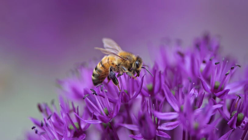 Nur von dir: Weil viele Bienenarten nur einzelne Pflanzengattungen oder -arten anfliegen, ist der Erhalt der Biodiversität so wichtig.