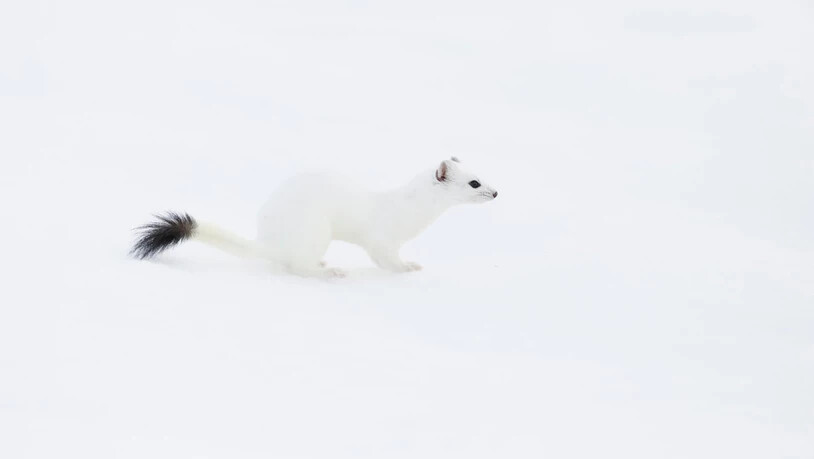 Schneeweiss: Das Fell des Hermelins passt sich im Winter der Umgebung an. 