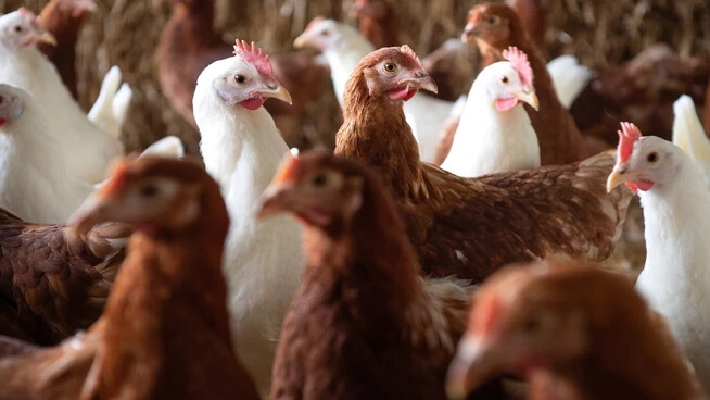 Sind besonders gefährdet: Hühner, aber auch Truten stecken sich leicht mit der Vogelgrippe an. 
