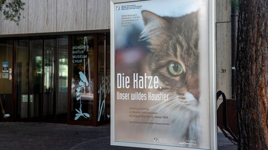 Einblick in die Sonderausstellung: Das Bündner Naturmuseum präsentiert über die Festtage die Ausstellung «Die Katze. Unser wildes Haustier».