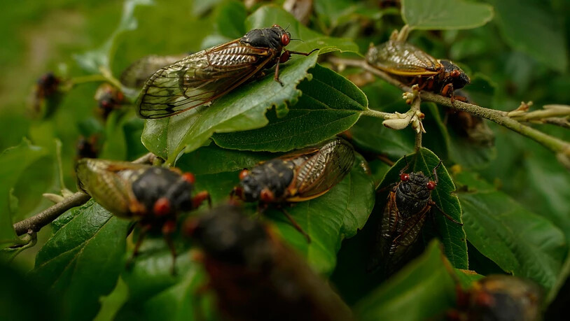 ARCHIV - Ausgewachsene Zikaden sitzen auf einer Pflanze. Foto: Carolyn Kaster/AP/dpa