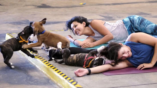 In Italien verboten: Yoga-Stunden mit Hundewelpen. (Archivbild)